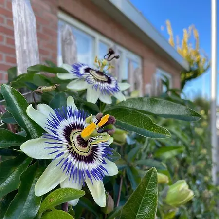 Tatil Evi Tiny House Aan Zee *